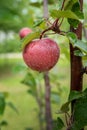 Red-flesh apple fruit variety, covered by water drops, growing on branch Royalty Free Stock Photo