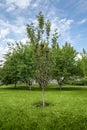 Red-flesh apple tree with fruits in orchard garden Royalty Free Stock Photo