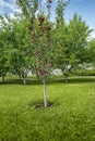 Red-flesh apple tree with growing fruits in garden Royalty Free Stock Photo