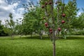 Red-flesh apple tree variety with fruits in orchard garden Royalty Free Stock Photo