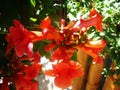 Red fleshy flowers growing on a tree in the wild Royalty Free Stock Photo