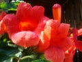 Red fleshy flowers growing on a tree in the wild Royalty Free Stock Photo