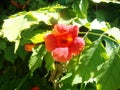 Red fleshy flowers growing on a tree in the wild Royalty Free Stock Photo