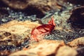 Red floating leaf Royalty Free Stock Photo