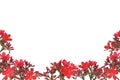 Red floral design border Royalty Free Stock Photo