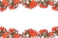 Red floral design border Royalty Free Stock Photo