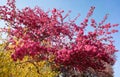 Red flourishing crab apple tree and yellow blooming forsythia bush in spring