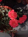 Red flover plants