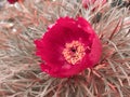 Red flover purpur poppy in home garden.