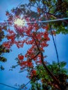 Red flowe tree  is beautiful scenery Royalty Free Stock Photo