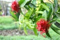 Red flower on green leafs Royalty Free Stock Photo