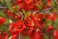 The spring red flowers of the Japanese quince tree Royalty Free Stock Photo