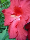 Red Hibiscus Flower closeup