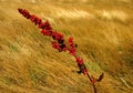 Red Flower