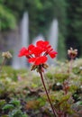 Red flower