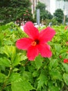 A red flower above bushes