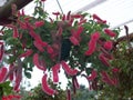 Red flower Acalypha plant