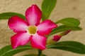 Red Flower (Adenium Obesum) Royalty Free Stock Photo