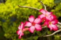 Red Flower (Adenium Obesum) Royalty Free Stock Photo