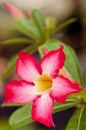 Red Flower (Adenium Obesum) Royalty Free Stock Photo