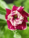 Red flower Adenium Obesum. Tropical flower, desert rose flower. Royalty Free Stock Photo