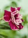 Red flower Adenium Obesum. Tropical flower, desert rose flower. Royalty Free Stock Photo