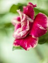 Red flower Adenium Obesum. Tropical flower, desert rose flower. Royalty Free Stock Photo