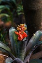 Red flower aechmea bert orlandian bromeliad