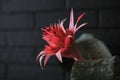 Red flower aechmea fasciata blooming close-up