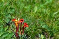 Red flower of Aeginetia indica Royalty Free Stock Photo