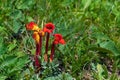 Red flower of Aeginetia indica Royalty Free Stock Photo