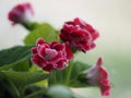 Red flower African Violet, SaintpauliasIssued, Gesneriaceac flower into a tight cluster around the tree, round, heart-shaped or Royalty Free Stock Photo