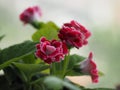 Red flower African Violet, SaintpauliasIssued, Gesneriaceac flower into a tight cluster around the tree, round, heart-shaped or Royalty Free Stock Photo