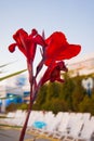 Red flower against the background of the subtropical landscape