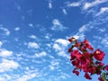 Red flower against cloudy blue sky