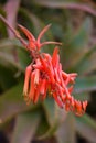 Red flower of aloe Royalty Free Stock Photo