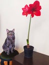 Red beauty flower of Amarillis or Hippeastrum with cat Royalty Free Stock Photo