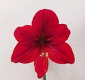 Red flower of Amarillis or Hippeastrum Royalty Free Stock Photo