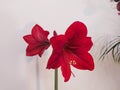 Red flower of Amarillis or Hippeastrum