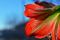 Red flower of amaryllis close-up