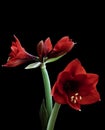 Red flower Amaryllis isolated on black background. For design. Closeup Royalty Free Stock Photo