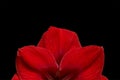 Red flower Amaryllis isolated on black background. For design. Royalty Free Stock Photo