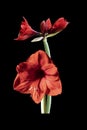 Red flower Amaryllis isolated on black background. For design. Closeup Royalty Free Stock Photo