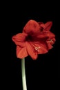 Red flower Amaryllis isolated on black background. For design. Closeup Royalty Free Stock Photo