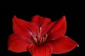 Red flower Amaryllis with water drops isolated on black background. For design. Royalty Free Stock Photo