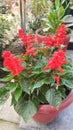 Red flower amazing live plants in rajnagar madhubani bihar india