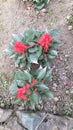 Red flower amazing live plants in rajnagar madhubani bihar india