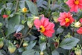 The red flower of the annual dahlia