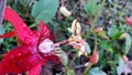 Red flower with ant in garden with green background. Royalty Free Stock Photo