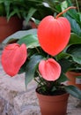 Red flower Anthurium Scherzer Anthurium scherzerianum Royalty Free Stock Photo